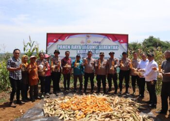 Dukung Swasembada Pangan Nasional, Gugus Tugas Polres Tanjab Timur, Laksanakan Panen Raya Jagung Serentak Bersama Bapak Presiden Republik Indonesi