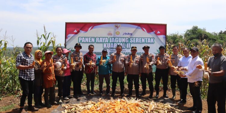 Dukung Swasembada Pangan Nasional, Gugus Tugas Polres Tanjab Timur, Laksanakan Panen Raya Jagung Serentak Bersama Bapak Presiden Republik Indonesi